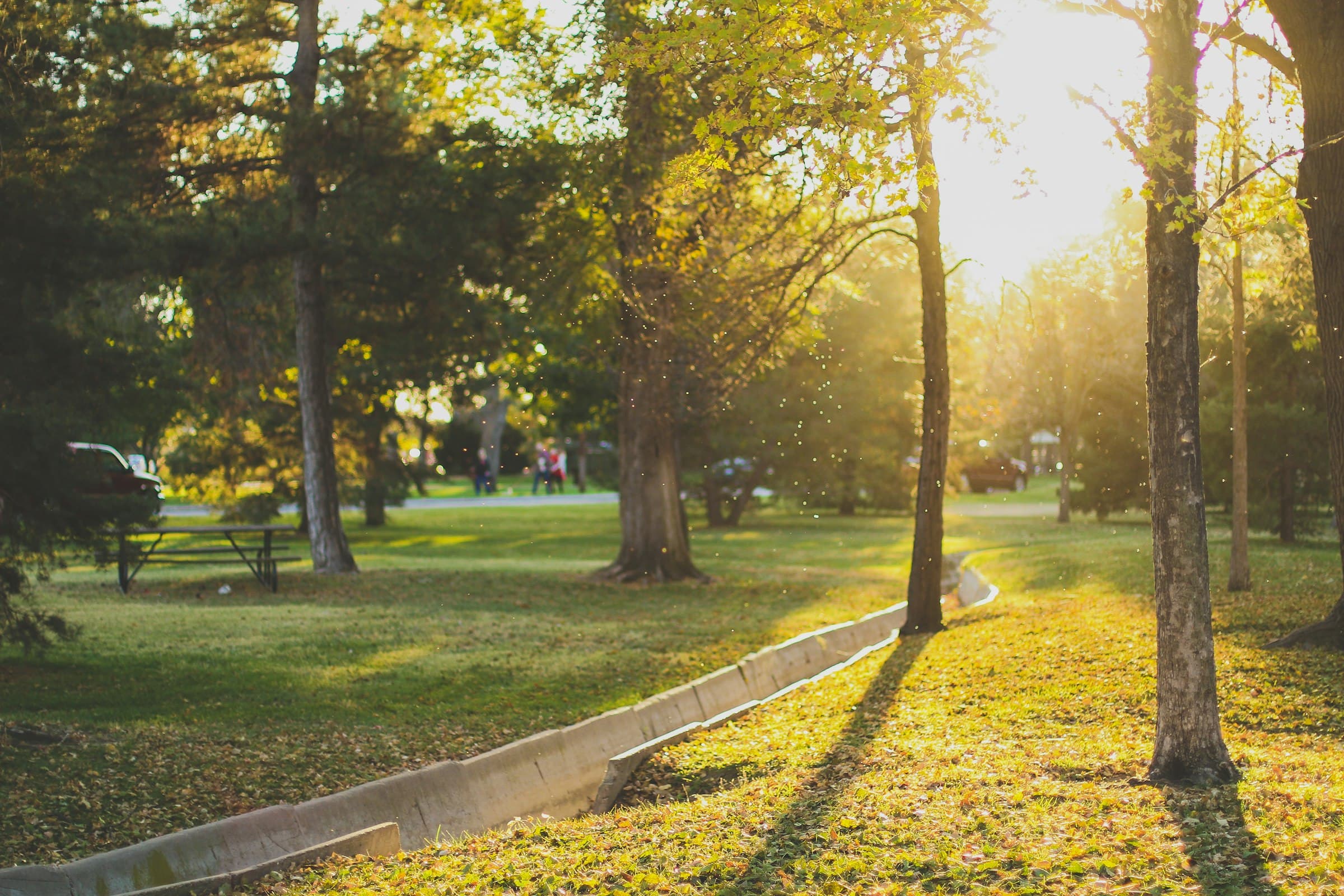 Parque arbolado con pasto y una banca de picnic, con la luz del sol de la tarde entre los árboles